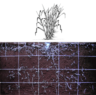 Figura 1.Distribuição do sistema radicular da cana-de-açúcar destacando os locais com maior densidade do solo (PROJETO RHIZOCANA).