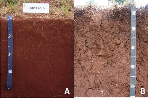 Figura 1. Latossolo Vermelho (Foto: Hélio do Prado) e Nitossolo Vermelho (Foto: Thiago A.B. do Prado), ambos típicos textura muito argilosa A moderado.