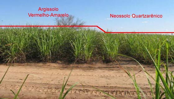 Curiosidade #32 - Argissolo Vermelho-Amarelo versus Neossolo Quartzarênico