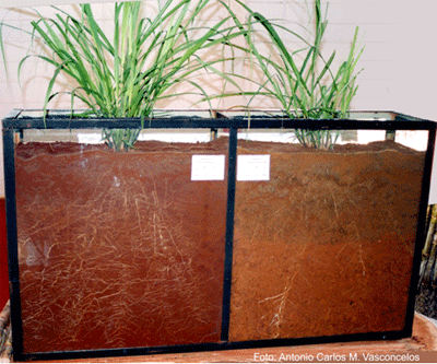 Figura 3.Crescimento radicular da cana-de-açúcar em solos com profundidade efetiva química favorável (à esquerda) e desfavorável (à direita).