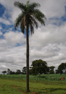 Figura 2. Gariroba.