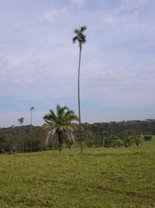 Figura 3. Bacuri (lado esquerdo) e gariroba (lado direito).