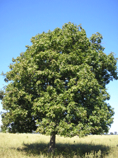 Figura 5. BarĂº.