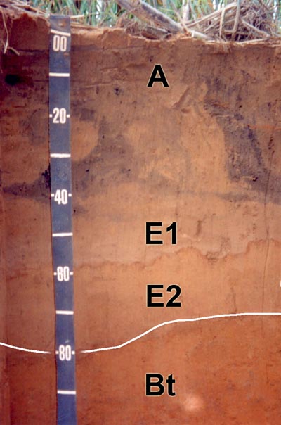 Figura 1. Argissolo com mudança textural abrupta entre o horizonte arenoso E  e o horizonte Bt.