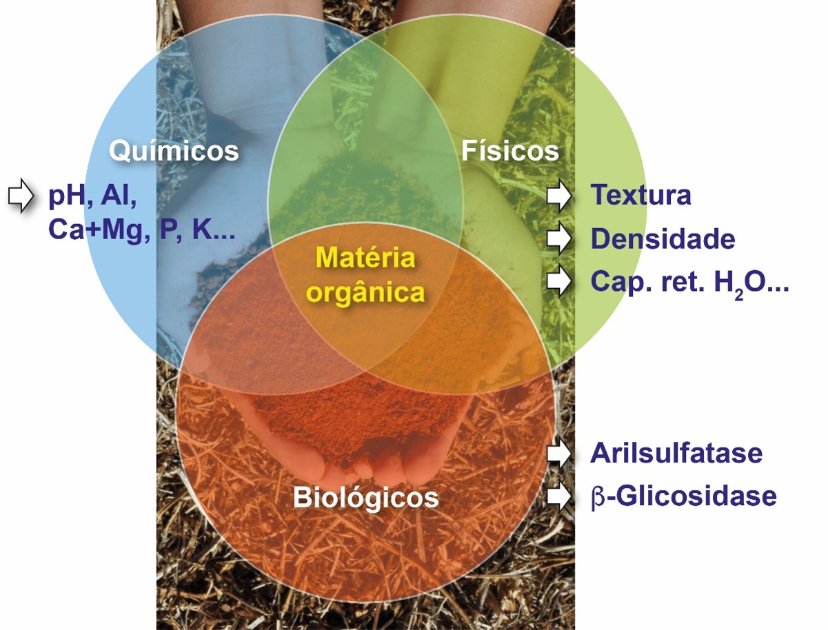 A Tecnologia Embrapa de Bioanálise de Solo (BioAS) consiste na agregação de dois indicadores (atividade das enzimas arilsulfatase e β-glicosidase) relacionados ao funcionamento da maquinaria biológica do solo às análises de rotina. Esses indicadores preenchem a lacuna deixada pela ausência do componente biológico nas análises de solo. (Cap. ret H2O – capacidade de retenção de água no solo). Foto: Fabiano Bastos