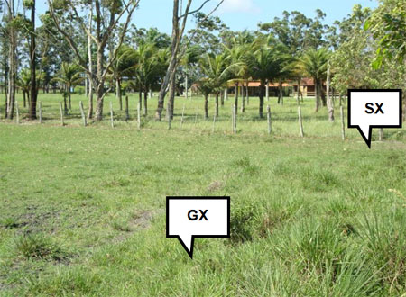 Figura 1. Relação solo-paisagem de uma várzea da região de Búzios (RJ).