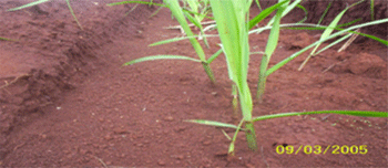 Figura 2.Microagregados na entre linha da cana-de-açúcar no Latossolo ácrico da usina Jalles Machado da região de Goianésia (GO).