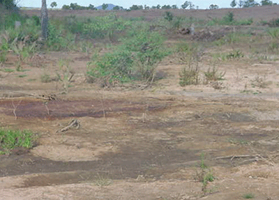 Figura 1. Salinização na superfície do solo. Original: Usina Agrovale, Juazeiro (BA). 