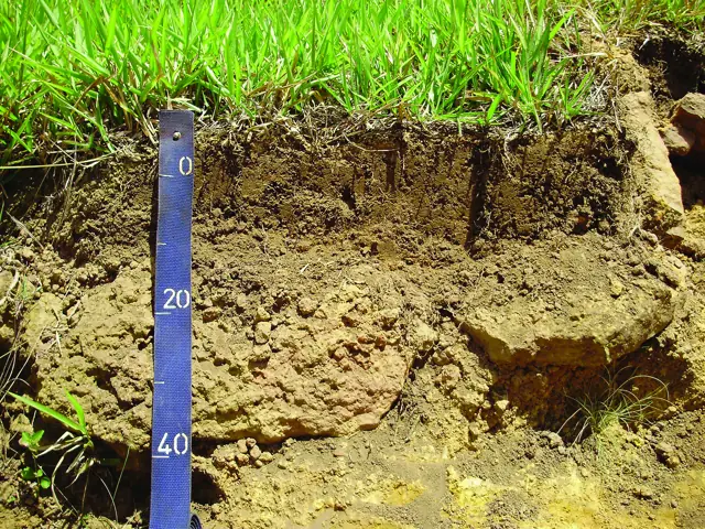 Perfil de Plintossolo Pétrico com horizonte A sobre camada de concreções de ferro amareladas